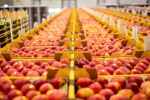 "Bescheiden aanbod Evelina-appels kan niet voldoen aan de hoge vraag"